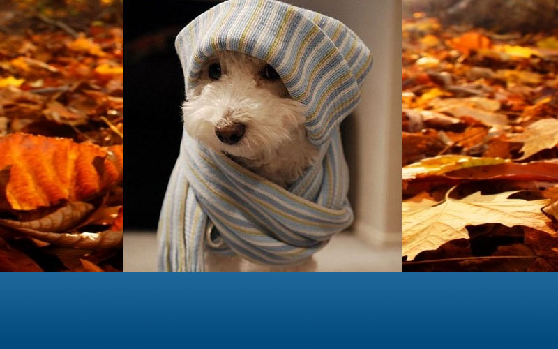 Mantener protegida a tu mascota en Invierno