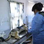 Municipio realizó 5000 cirugías de esterilización canina y felina en lo que va del año