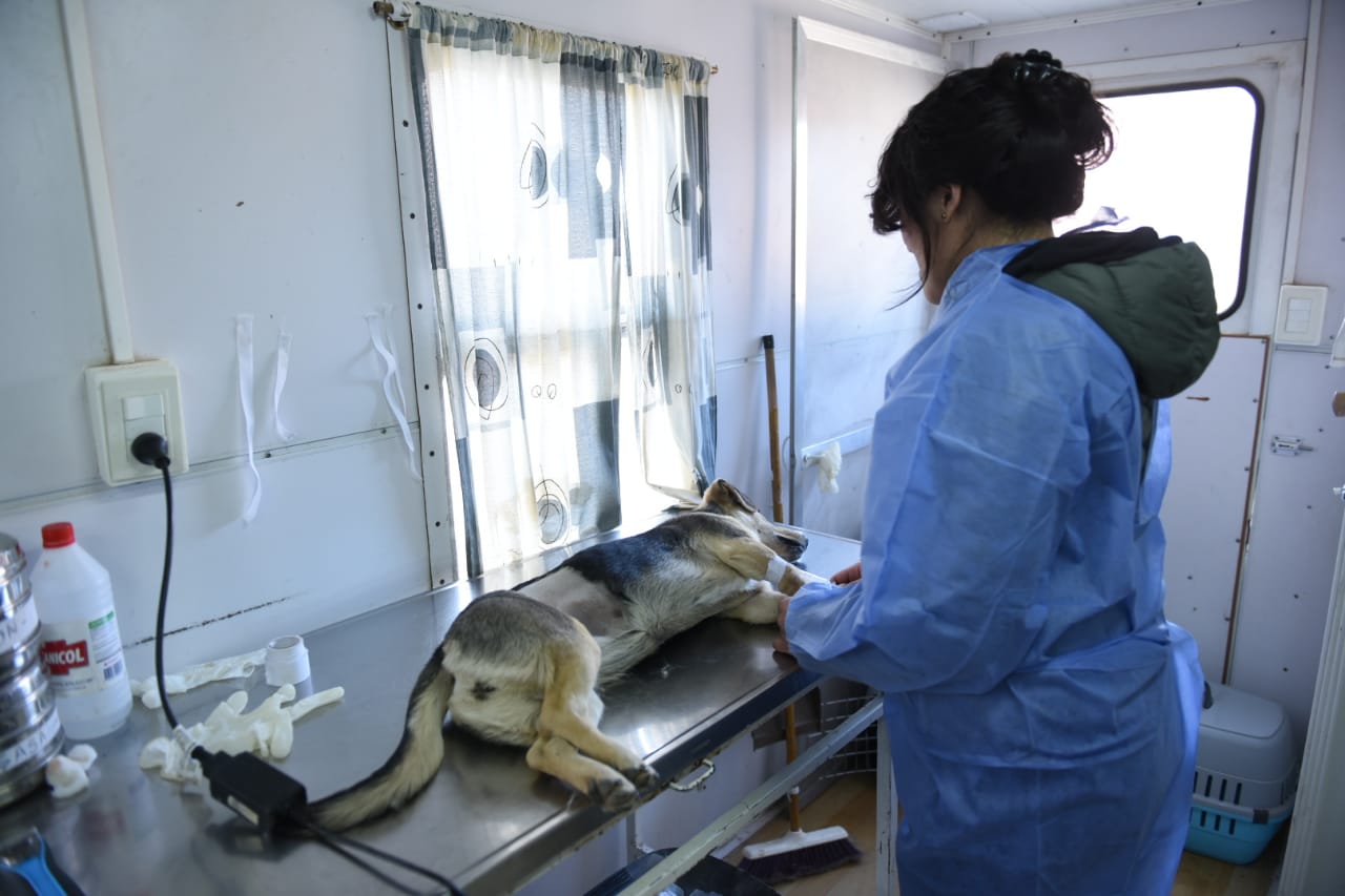 Municipio realizó 5000 cirugías de esterilización canina y felina en lo que va del año
