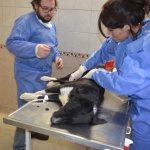 Masiva jornada de castración en el dispensario canino