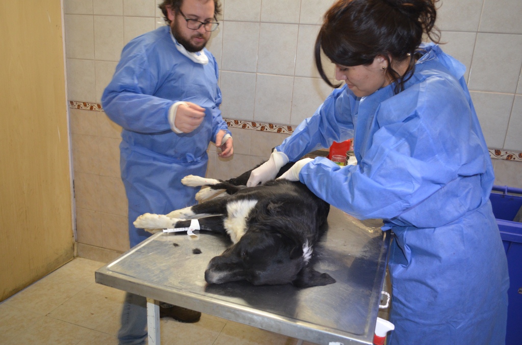 Se realizaron más de 50 intervenciones en una nueva jornada de esterilización canina y felina