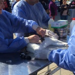 Exitosa jornada de esterilización canina y felina en la plaza San Martín
