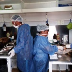 La Dirección de Veterinaria Municipal realizó 9 mil castraciones caninas y felinas en lo que va del año