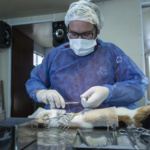 Este sábado se realizará una jornada masiva de esterilización canina y felina
