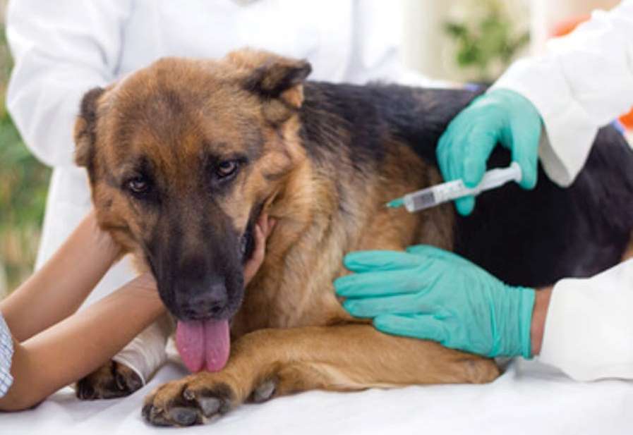 El Municipio comenzará con la campaña de vacunación antirrábica de perros y gatos
