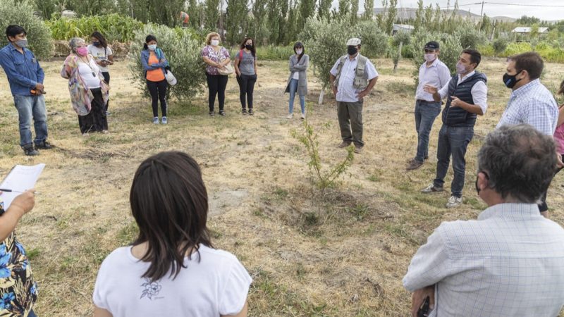 El Municipio avanza a paso firme en el desarrollo de la olivicultura