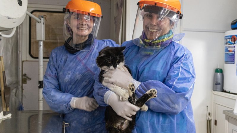 La Municipalidad apunta a la castración masiva y gratuita de perros y gatos