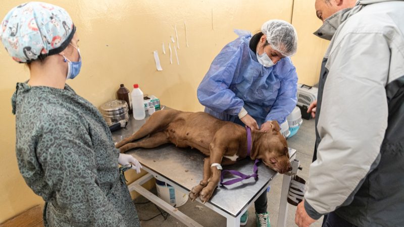 El Municipio extenderá el servicio de esterilización de animales a los fines de semana