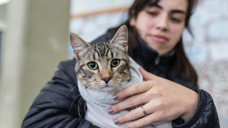 El Municipio avanza en estrategias en materia de esterilización animal