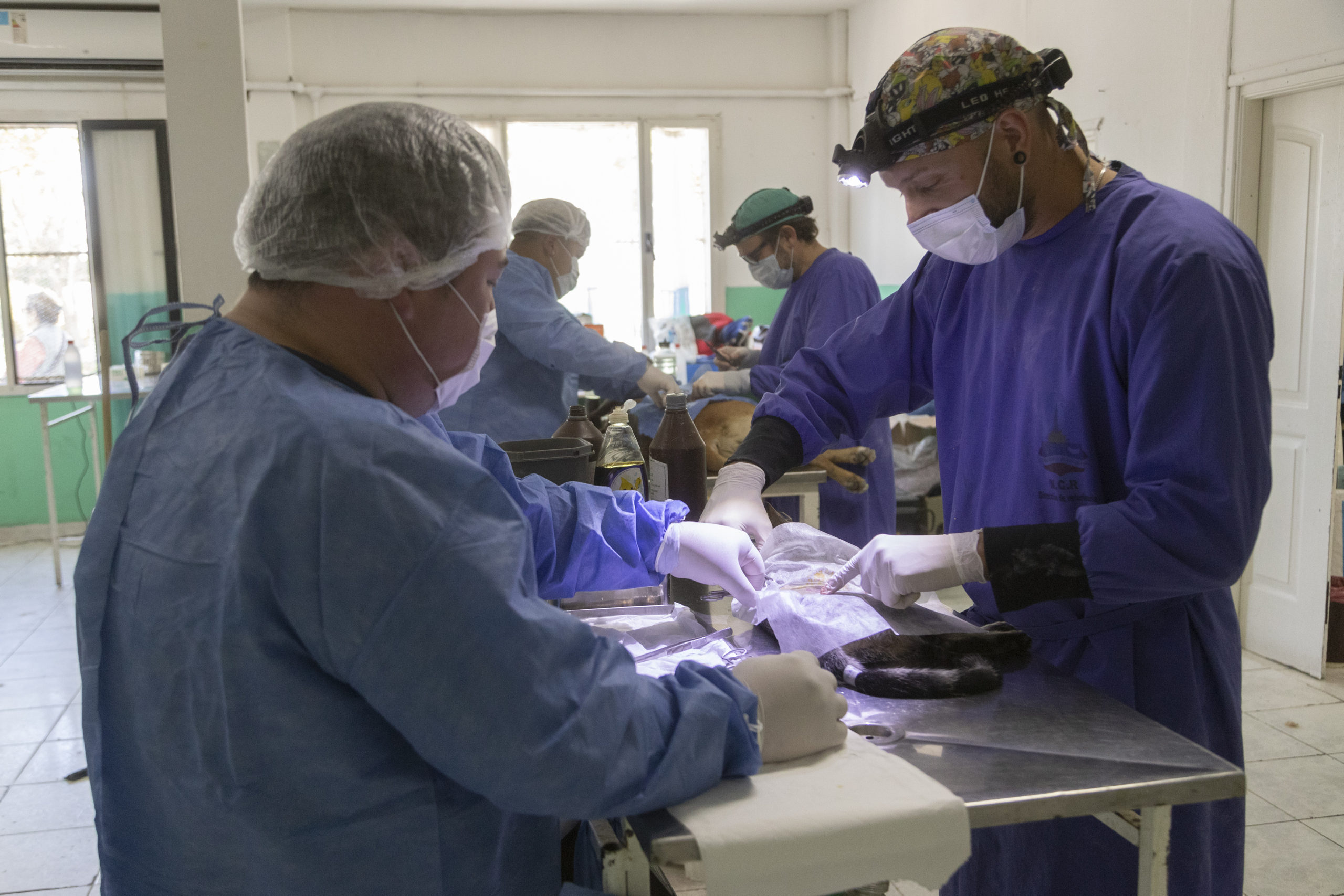 Esterilización canina y felina