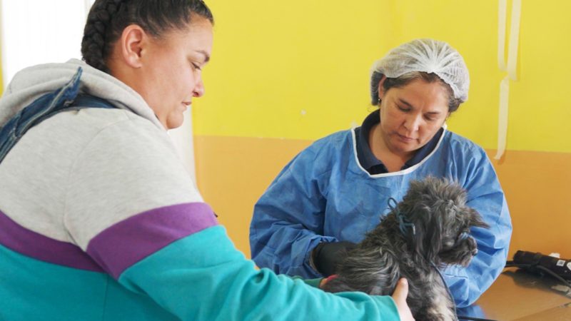 El servicio de castración municipal se encuentra brindando atención en la Vecinal del barrio San Cayetano