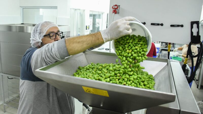 Comodoro cosecha futuro: Se inició la cosecha 2025 para la extracción de aceite de oliva con sello local