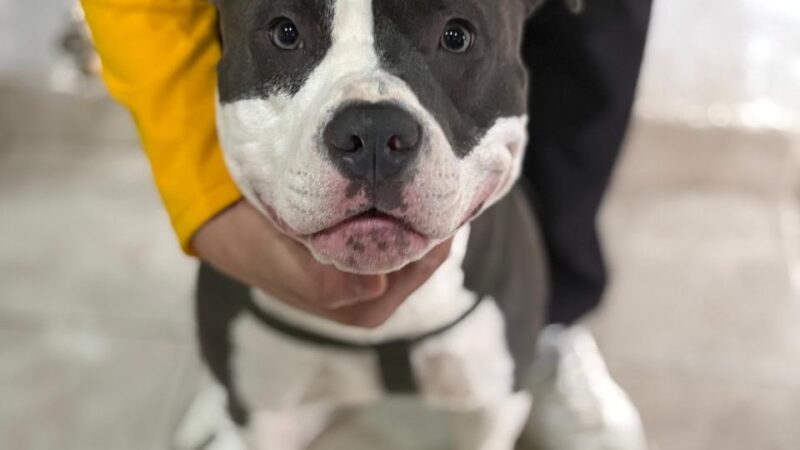 Continúa la campaña de esterilización canina y felina en barrio Moure