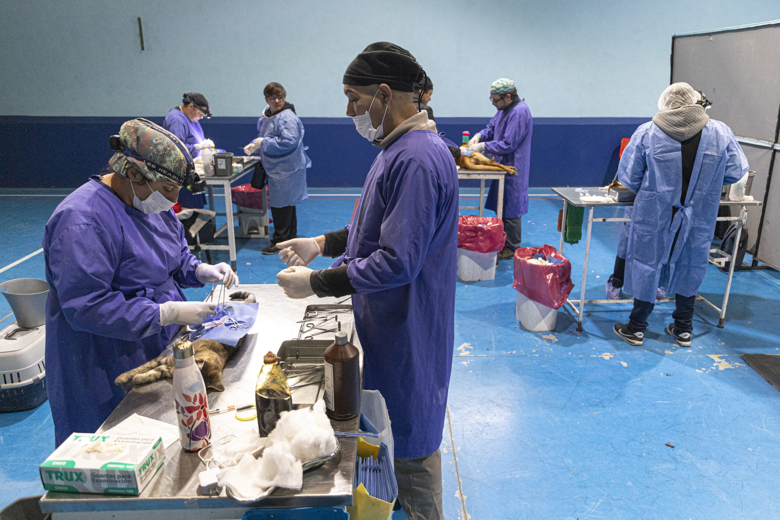 Continúan las campañas de esterilización y vacunación canina y felina
