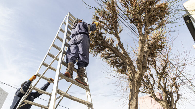Se intensificaron los trabajos de poda durante el fin de semana en distintos barrios de la ciudad