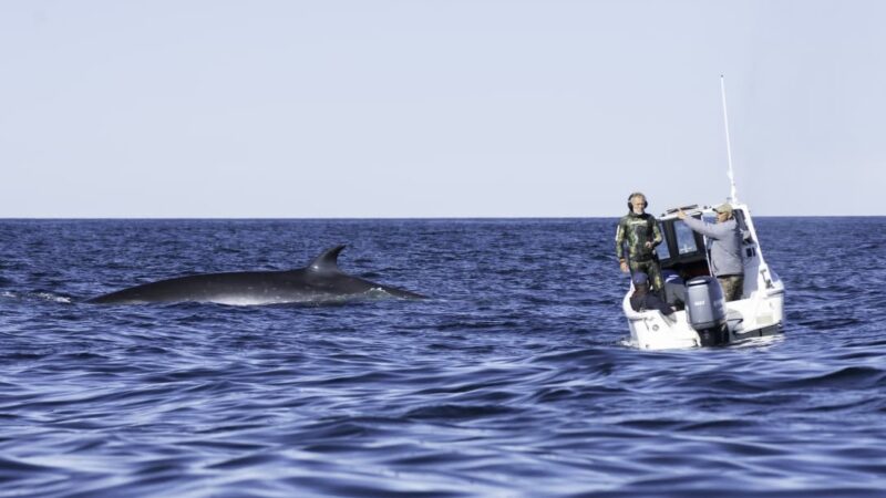 Se presentará el documental «SEI, la ballena desconocida»