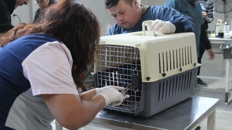 Se concretó un operativo para esterilizar felinos callejeros