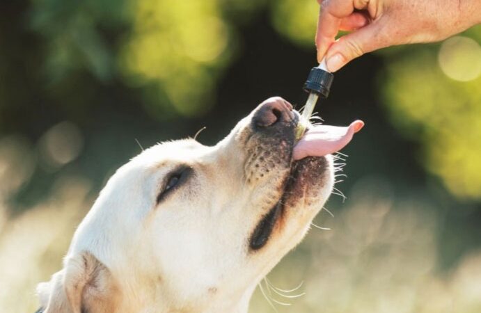 Cannabis medicinal, veterinario y cáñamo industrial: Comodoro será sede de una jornada regional sobre desarrollo productivo