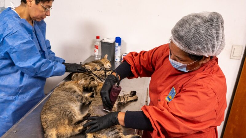 El Municipio llevó adelante una nueva jornada extraordinaria de castración de felinos ferales