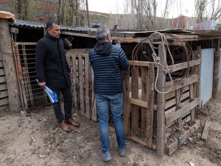 Detectan irregularidades en un predio dedicado a la crianza y venta de carne de cerdo