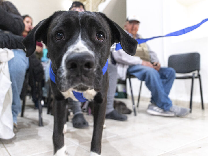 Se refuerzan las acciones de control animal y las intervenciones en territorio