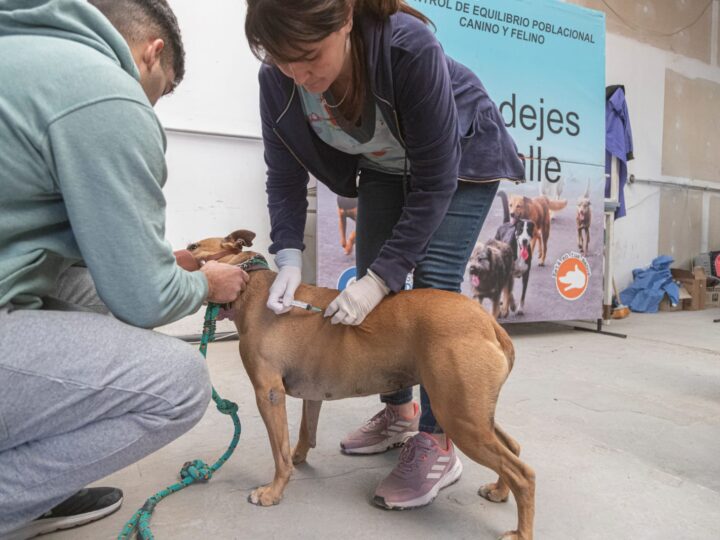 El Municipio afianza las acciones masivas de control animal e intervenciones territoriales