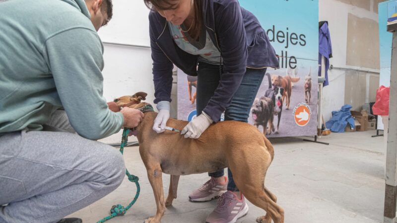 El Municipio afianza las acciones masivas de control animal e intervenciones territoriales